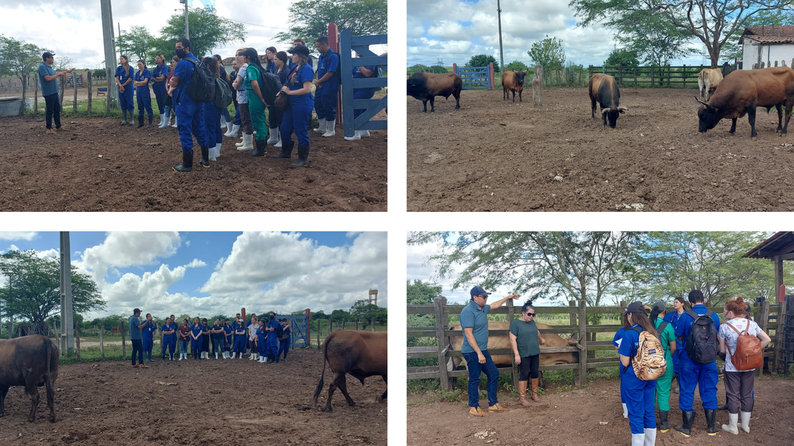 Alunos de Medicina Veterinária da Unifacisa visitam projeto de Conservação do Bovino Curraleiro Pé-Duro 2