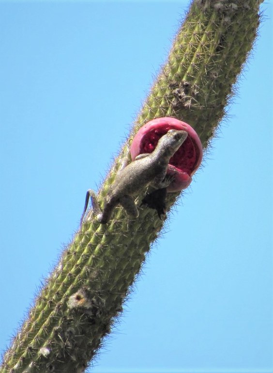 Tropidurs e Pilosocereus.jpg