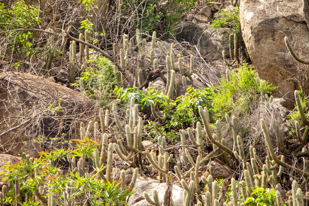 Caatinga: Guardiã do Clima e da Vida no Semiárido