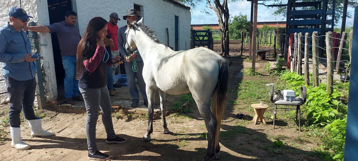 Conservação do Cavalo Nordestino - Projeto inicia monitoramento das respostas fisiológicas dos animais para avaliação de bem-estar 2
