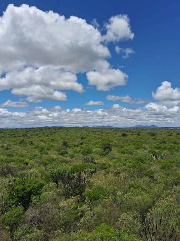 Dia da Caatinga: Os impactos da degradação no solo do Bioma