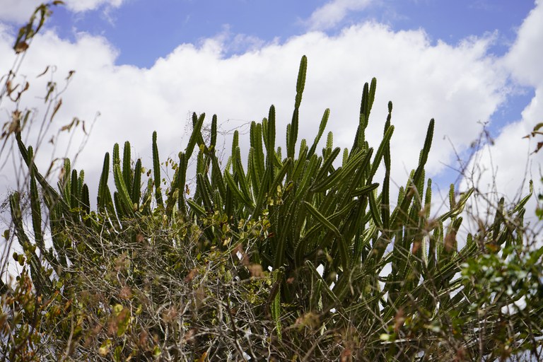 Caatinga