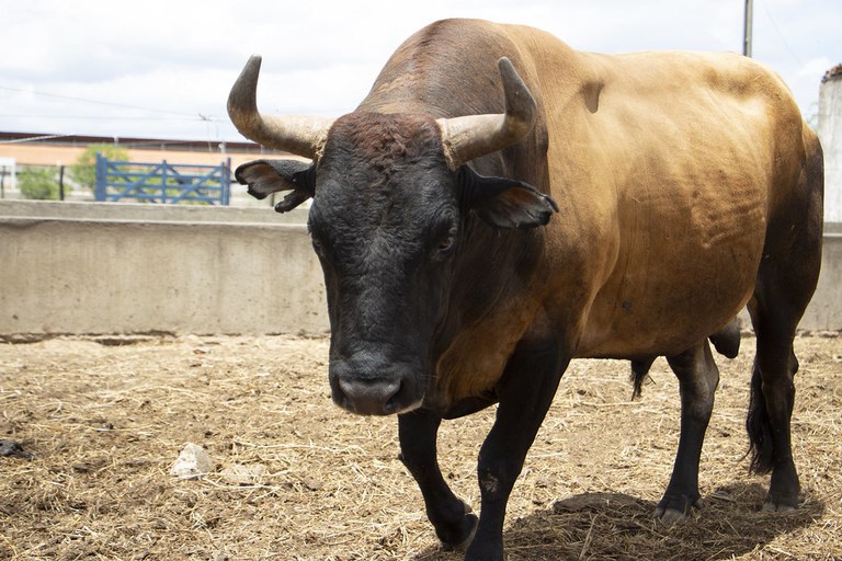 Boi Curraleiro Pé Duro