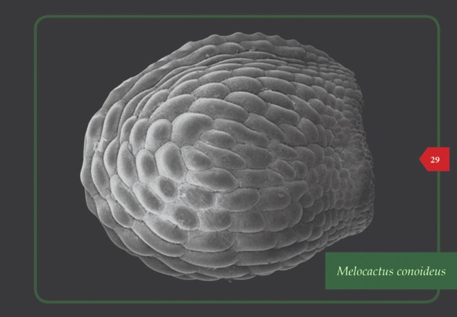 INSA/MCTI lança livro Sementes do Cactário Guimarães Duque