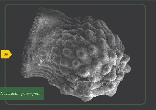 INSA/MCTI lança livro Sementes do Cactário Guimarães Duque