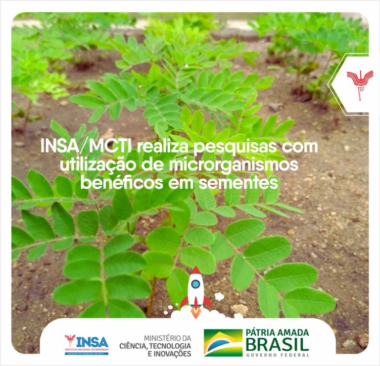 04112021 INSAMCTI realiza pesquisas com a utilização de microrganismos benéficos em sementes 0.jpeg