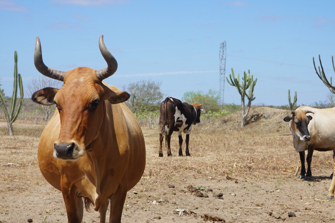 O Curraleiro Pé-Duro é reconhecido pela sua resiliência às intempéries da região semiárida (Victor Lima)