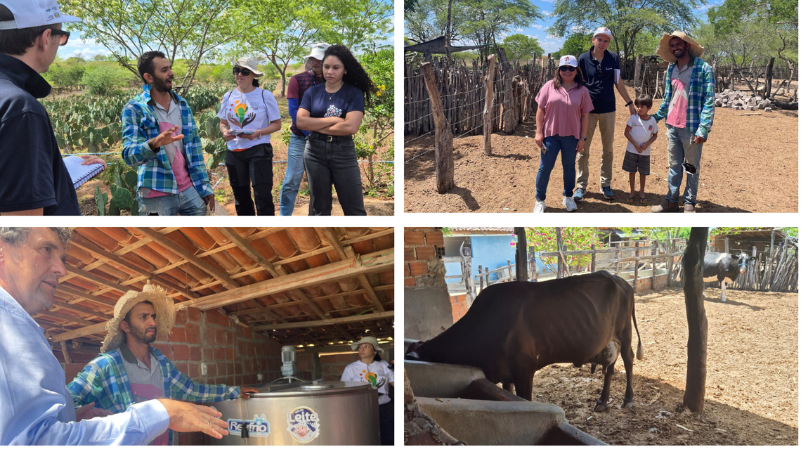 INSA/MCTI recepciona comitiva internacional em visita técnica do Projeto Produção de Palma Forrageira e Reúso Agrícola