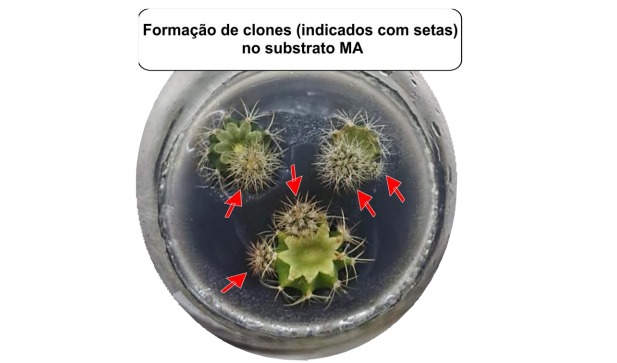 NIT/INSA deposita patente de substrato de crescimento in vitro para cactáceas à base de extrato de macroalgas