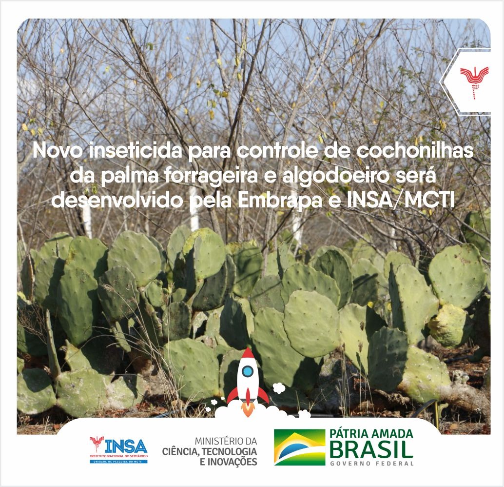 22022022 Novo inseticida para controle de cochonilhas da palma forrageira e algodoeiro será desenvolvido pela Embrapa e INSAMCTI.jpeg