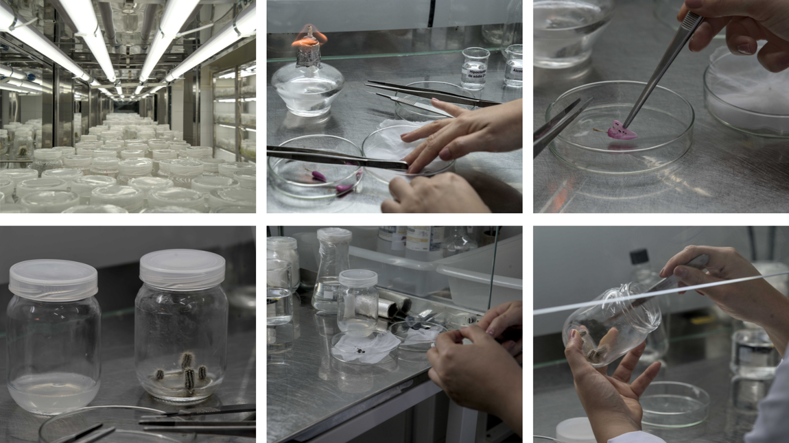 Pesquisa do INSA/MCTI desenvolve protocolos para preservação de plantas ameaçadas de extinção