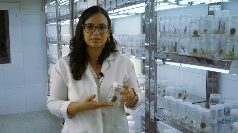 Pesquisa do INSA/MCTI desenvolve protocolos para preservação de plantas ameaçadas de extinção