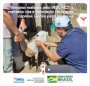 14102021 Pesquisa realizada pelo INSAMCTI e parceiros visa a valorização da raça de caprinos Landi e produtos locais 0.jpeg