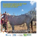 09052022 Pesquisadora bolsista do INSAMCTI Neila Ribeiro realiza etapa de mensuração de animais.jpg