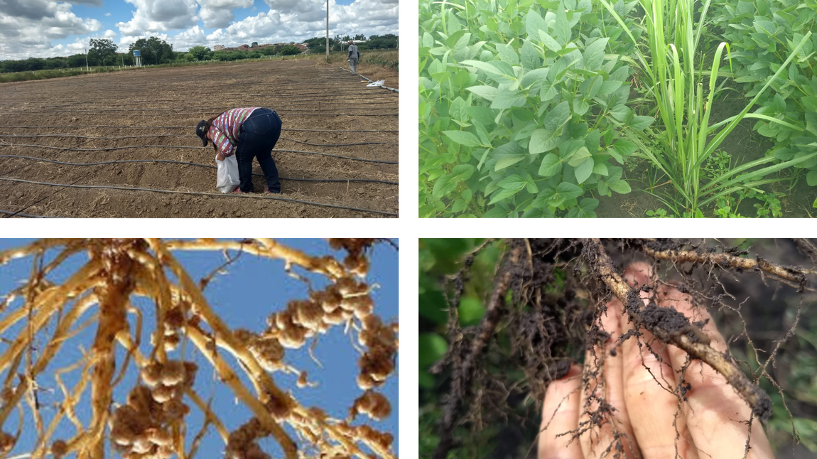 Os solos da Caatinga guardam diversidade genética impressionante de rizóbios (Ana Dolores)