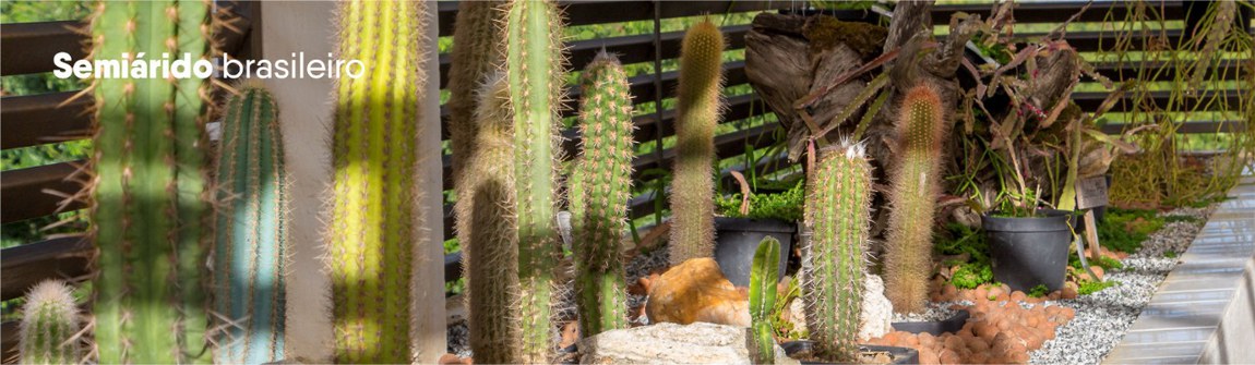 Cactos na sede do Instituto Nacional do Semiárido. texto: Semiárido Brasileiro