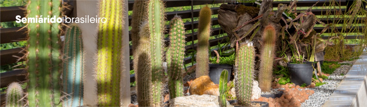 Cactos na sede do Instituto Nacional do Semiárido. texto: Semiárido Brasileiro