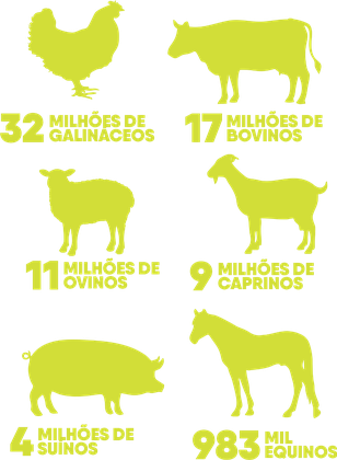pecuária.png