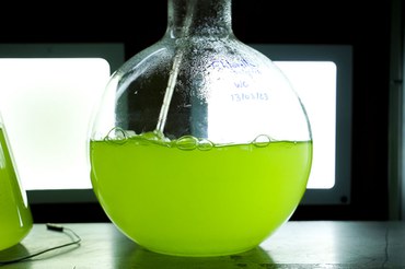 6_AGUA_Microalgas_Invento_Nitrogenio-Amonial_fotoMarianaMoreira.jpg