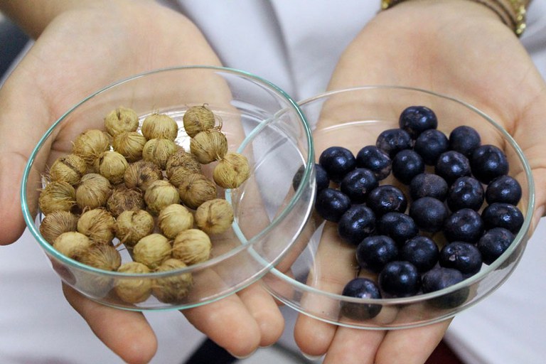 Acai_amostra-semente-fruto.jpg