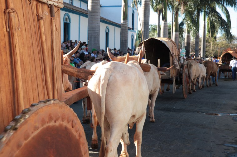 Romaria de Carros de Bois_Trindade(GO)