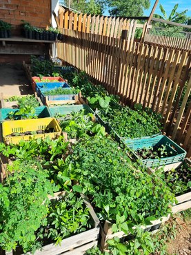 Mudas produzidas no IFMT. Foto: Divulgação/IFMT