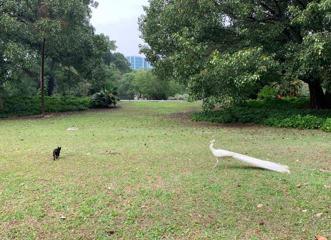 RJ_RioDeJaneiro_CampoDeSantana_AcervoIphan