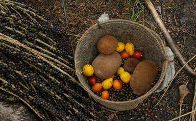 Sistema Agrícola Tradicional do Rio Negro