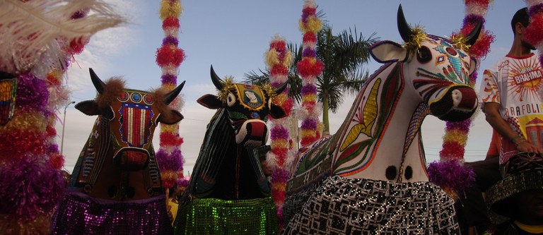 Boi de Guimarães. Foto: Edgar Rocha