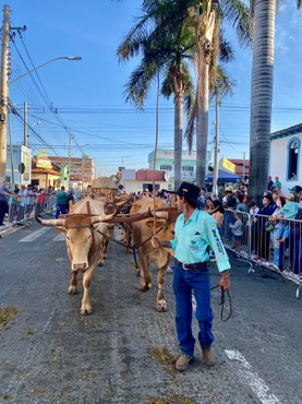 Romaria de carro de boi