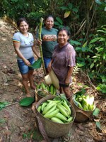 Prêmio reconhece iniciativas exemplares de preservação de Sistemas Agrícolas Tradicionais