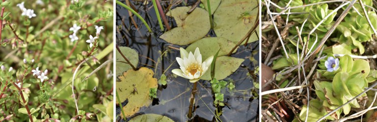 image_Flora_Phytophysiognomies _Atlantic_Forest .jpeg