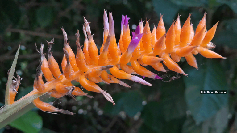 New species of bromeliad discovered in Rio de Janeiro Botanical Garden