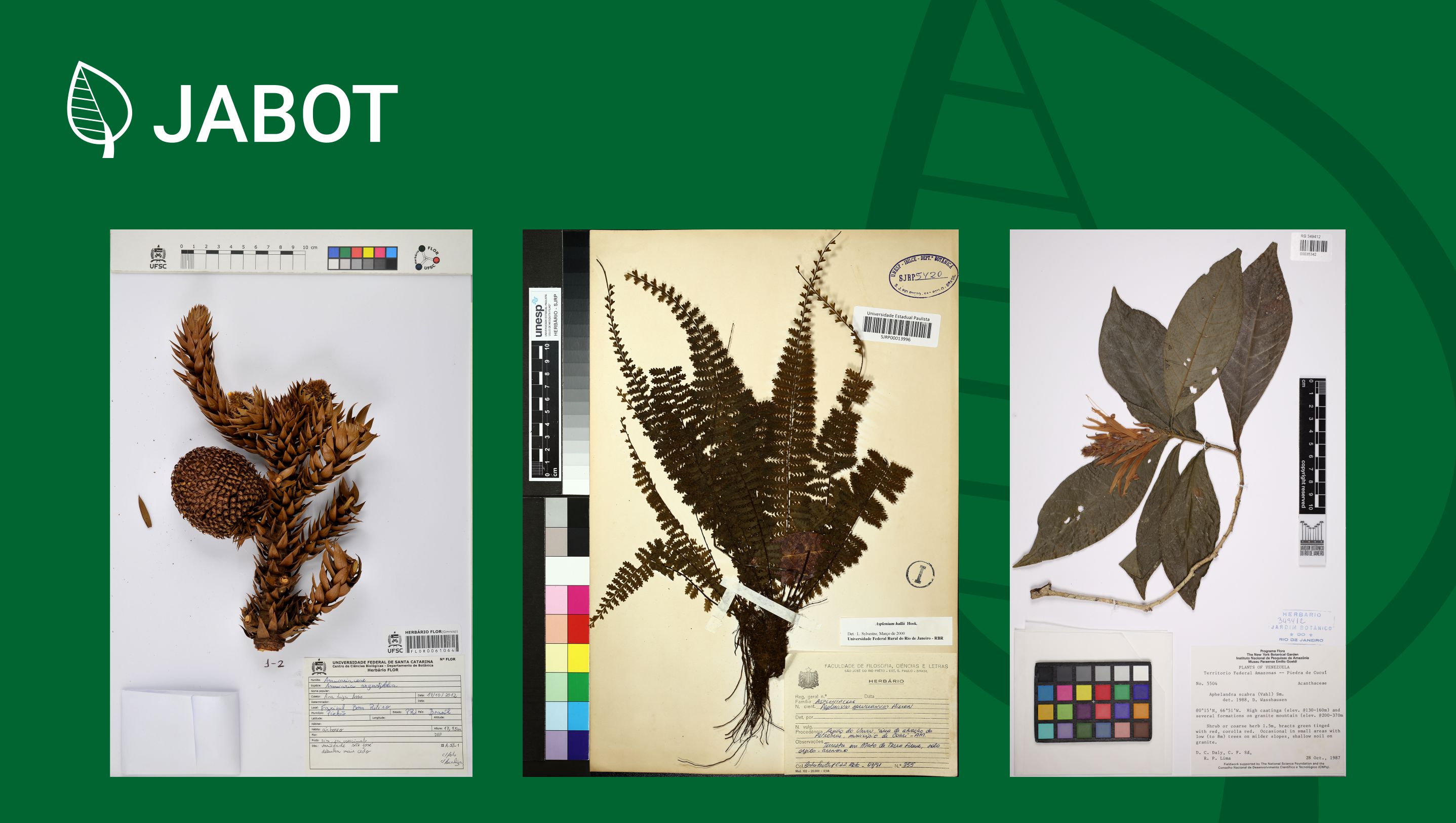 JABOT reaches 3 million records and 100 partner herbaria