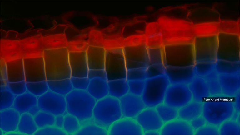 Study reveals how the roots of the boa plant change their “clothing” to protect themselves from dehydration
