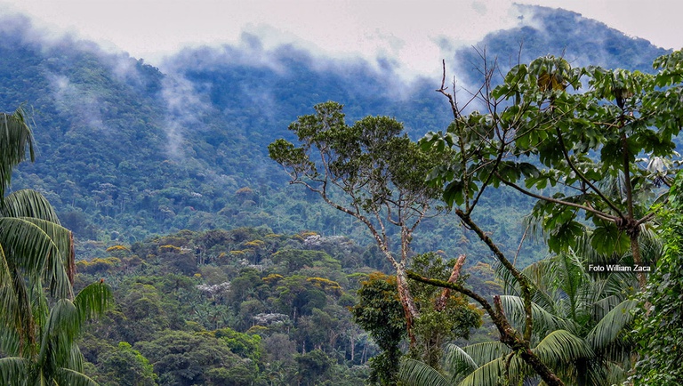 Study summarizes seed fall patterns in the Atlantic Forest