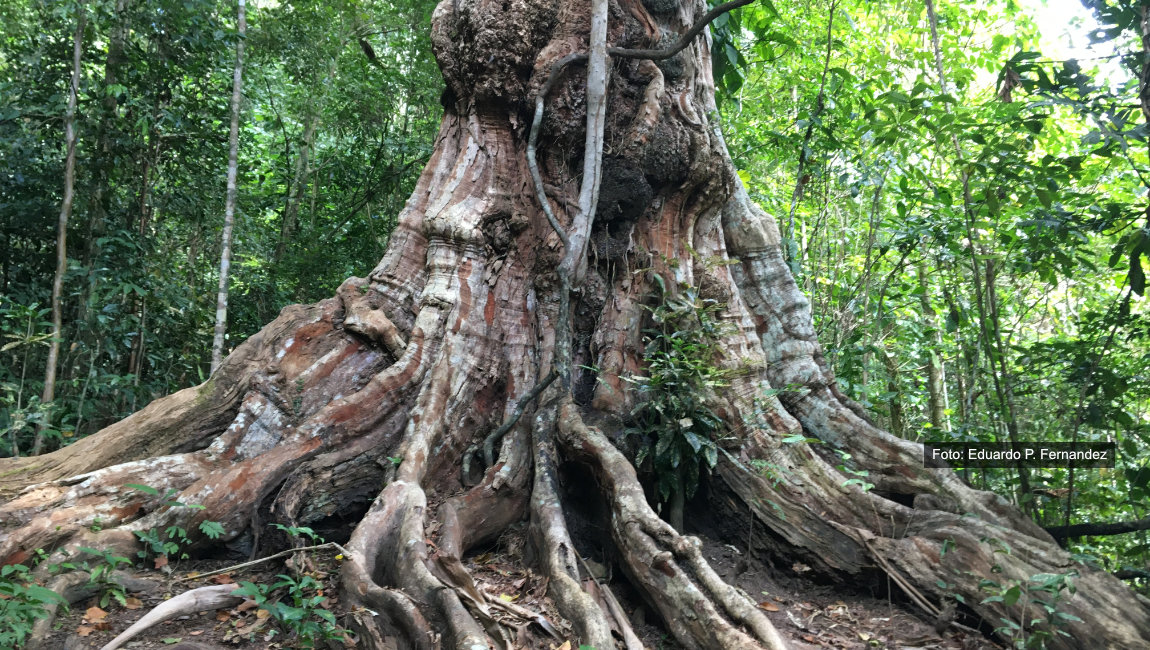 Brazilwood Day: the importance of remembering its history and ensuring its future