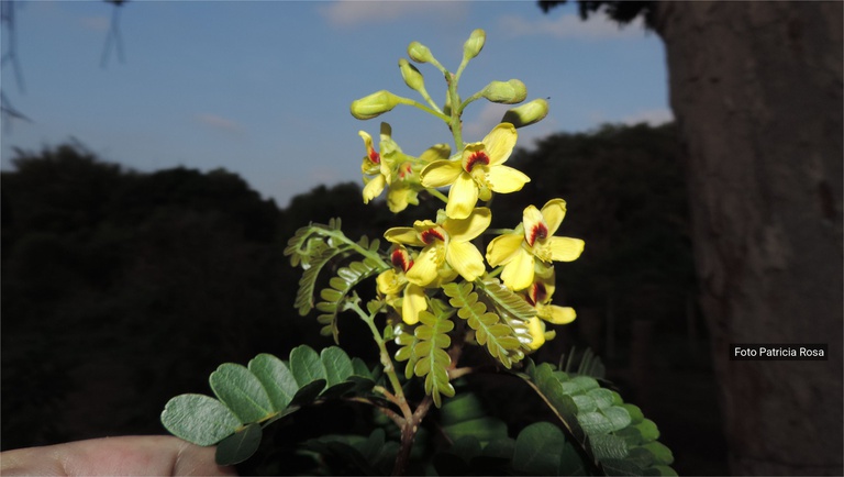 More knowledge to preserve the Rio de Janeiro brazilwood population