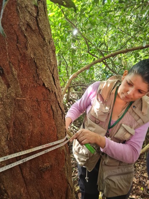 Patricia da Rosa conducting fieldwork at PEPB Piraquara 3 | Photo: Diego Monsores