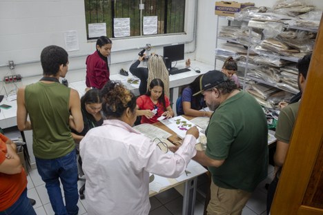 Preparation of herbarium specimens