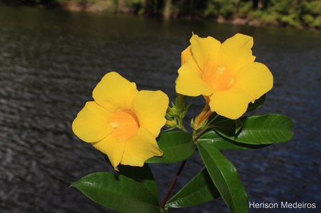 Allamanda cathartica
