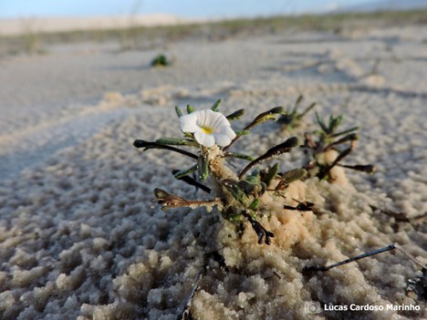 Bacopa cochleriana, species categorized as EN | Photo: Lucas Marinho