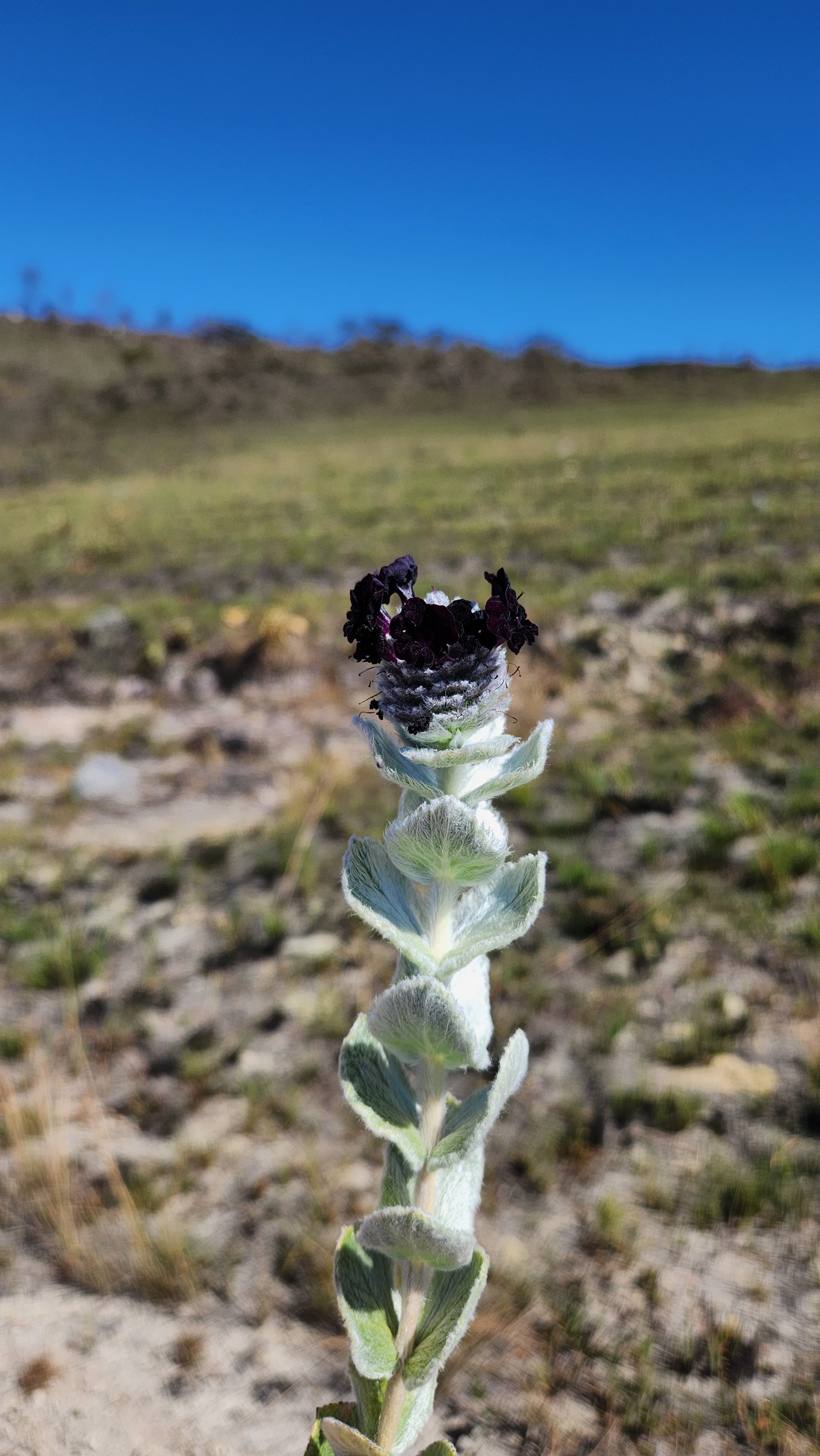 Photos: André Moreira and Marcelo Trovó