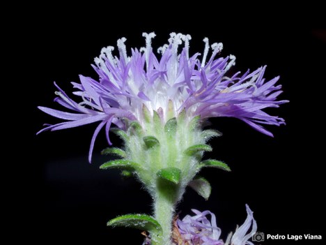 Stilpnopappus cearensis, categorized as DD | Photo: Pedro Lage Viana