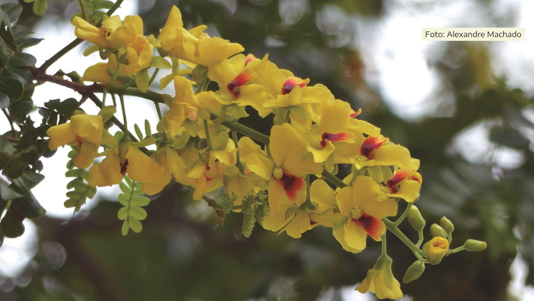 banner site_flor pau brasil.png