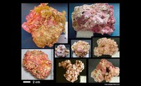 Article points to growing threat to rhodoliths along the Brazilian coast