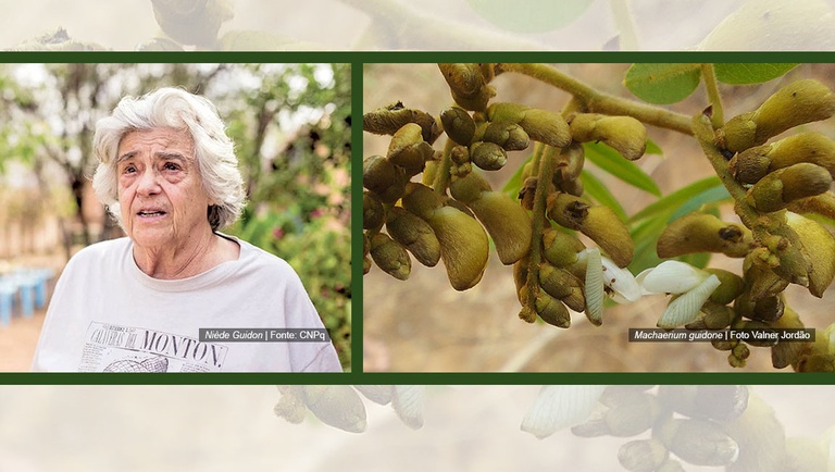Botanists pay tribute to Niède Guidon by naming a new species from the Caatinga in her honor