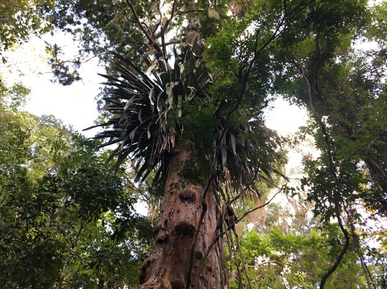 Paubrasilia echinata