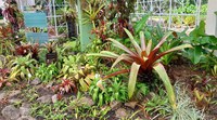 Bromeliarium reopened for visitation on April 17