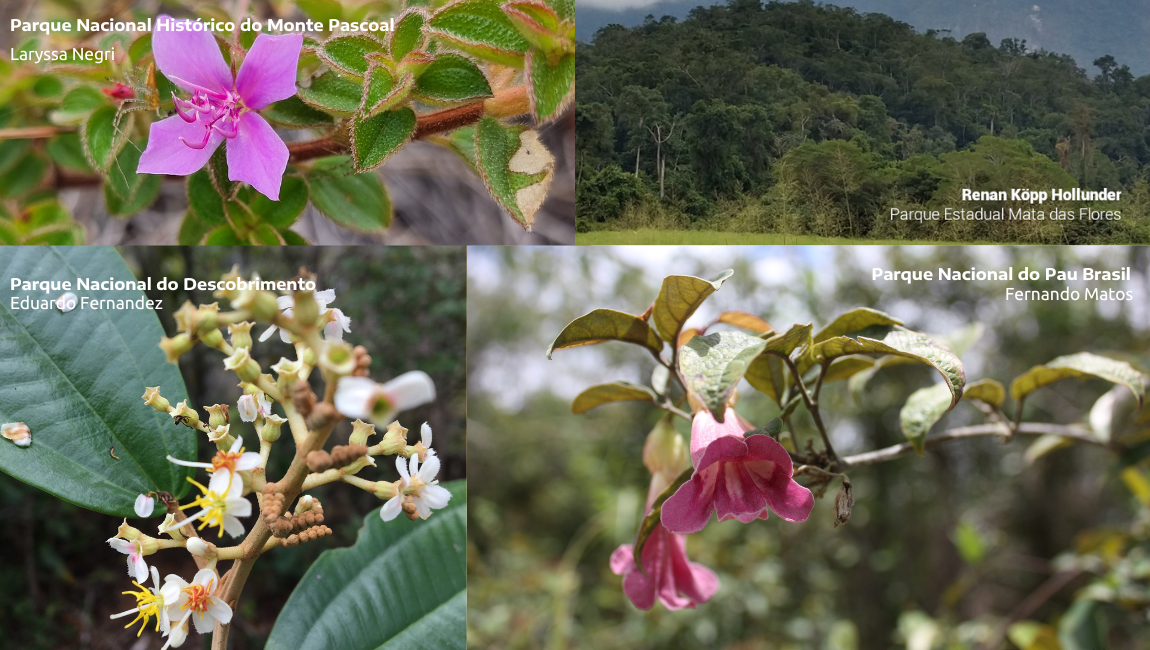 Catalog of Plants of Brazil's PAs has four new lists published